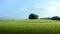 Grüne Wiese mit blauem Himmel