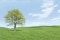 Gesunder Baum auf sattgrüner Wiese